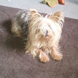 Meet your Posher, Leisa